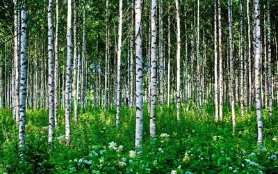 Береза повислая купить в питомнике Зеленый Максимум