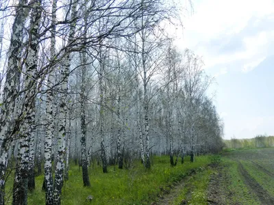 5 самых опасных вредителей вашего сада