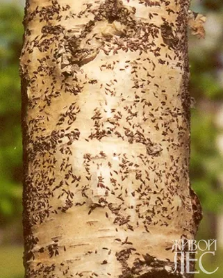 гусеницы едят березовые листья. насекомые-липучки в природе вредители в  естественной среде Стоковое Фото - изображение насчитывающей гусеница,  бабочка: 216440622