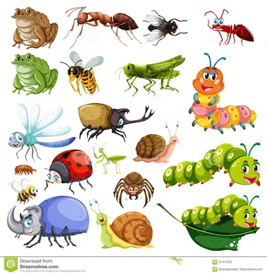 Разные виды насекомых иллюстрация вектора. иллюстрации насчитывающей путь -  91477034