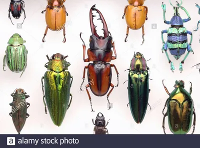 Разновидности жуков - 65 фото: смотреть онлайн