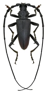 Усачи (жуки) — Википедия