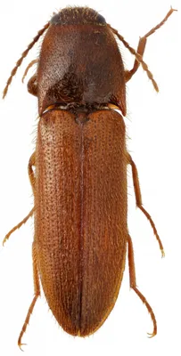 Биолог МГУ исследовал малоизученные виды жуков-щелкунов семейства Elateridae