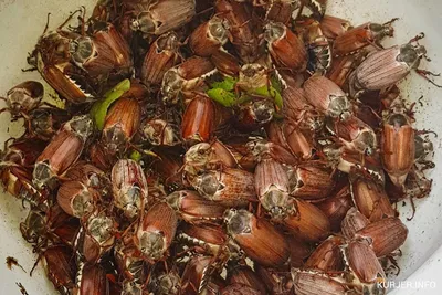 Почему в Слуцке в этом году так много майских жуков. Комментарий  специалиста • Слуцк • Газета «Інфа-Кур'ер»