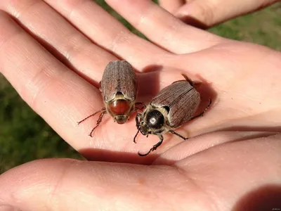 Насекомые жуки: фото с названиями, какие бывают виды в России и мире