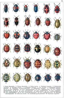 Картинки жуков с названиями (100 фото) • Прикольные картинки и позитив