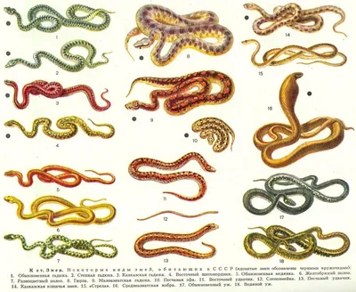 Все виды змей и названия фото