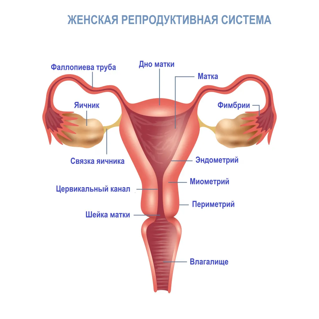 в чем польза мужской спермы для женского организма фото 115