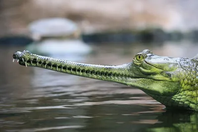 Гангский Гавиал (крокодил): описание, внешний вид и фото | ZOODOM
