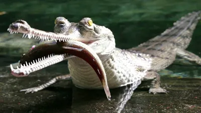 Гавиал - речной динозавр! Большой и древний крокодил - гангский гавиал. -  YouTube