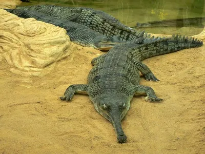 Гавиал: Безопасный крокодил. Кушает только рыбу и отращивает смешной орган  на носу | Книга животных | Дзен