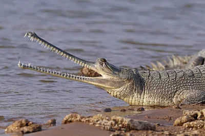 File:Gharial (Gavialis gangeticus) female head.jpg - Wikimedia Commons