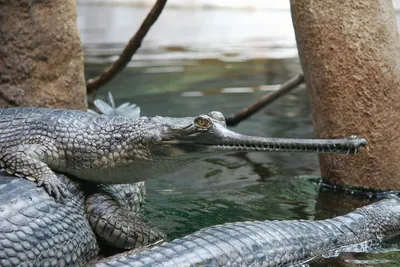 Гавиал | Крокодилы, Зоология, Рептилии