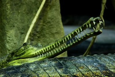 Гавиал - один из редчайших видов крокодилов. | Пикабу