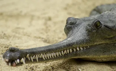 Гавиал: Безопасный крокодил. Кушает только рыбу и отращивает смешной орган  на носу | Пикабу