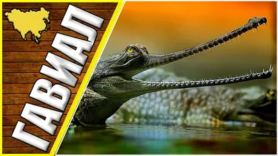 Гавиал, гангский крокодил, гавиаловый крокодил, животные Азии, Гангский  гавиал - YouTube