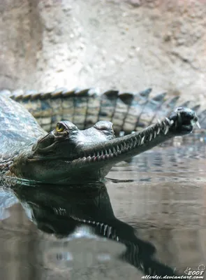 Гавиал | Крокодилы, Зоология, Сумасшедшие животные