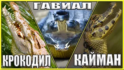 Крокодил, гавиал, кайман, рептилии, дикие животные - YouTube