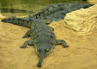 Гавиал. Самый безобидный и самый редкий крокодил | Животные мира|Редкие  животные | Дзен