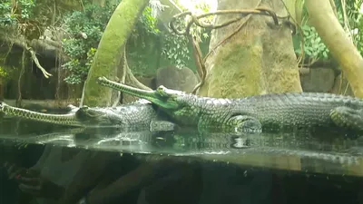 Десять интересных фактов о крокодиле Гавиал | Пикабу