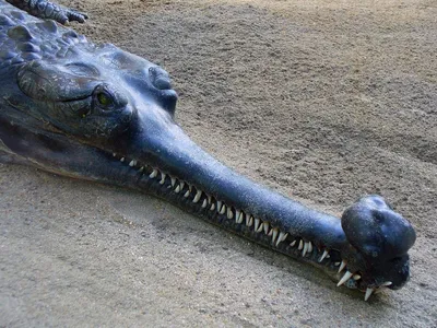 Гавиал: Безопасный крокодил | Кушает только рыбу и отращивает смешной орган  на носу | Книга животных | Пульс Mail.ru