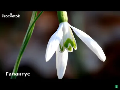 галантус, цветы подснежника свежие весенние цветы подснежника - стоковое  фото 2035927 | Crushpixel