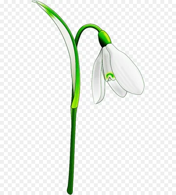 снежный галантус нивалис стоковое изображение. изображение насчитывающей  цветки - 234713413