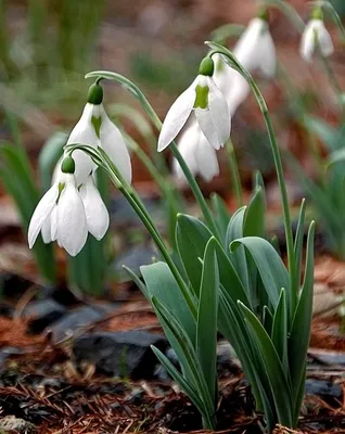 Подснежник или галантус / Galanthus | Natalia Zakhartseva | Flickr