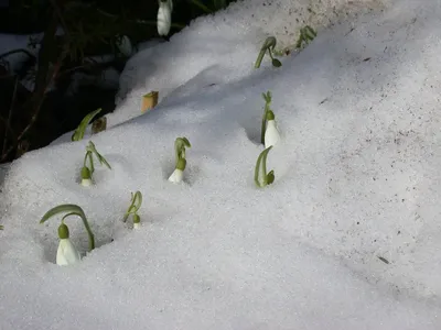 Галантус или подснежник (Galanthus elwesii) Одесская область, Украина  стоковое фото ©uw.photo.nekrasov 134200862