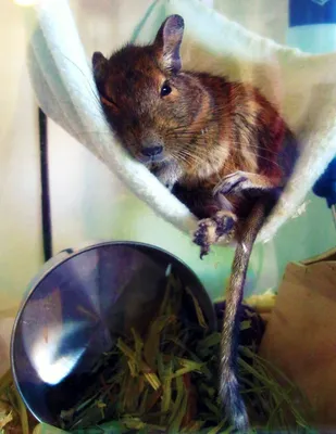 Maybe a chinchilla should have a degu buddy! One of the many reasons Degus  are amazing animals: Not only do they sing like a bubbling bir… | Degu,  Degus, Small pets