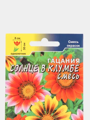 Гацания Солнце в клумбе (семена,цветы) за 62 ₽ купить в интернет-магазине  KazanExpress