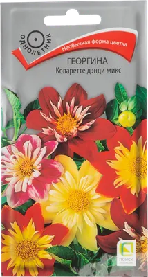 Купить георгина коларетта дэнди, смесь (опт) по цене 28,86 руб. в интернет  магазине \"Первые Семена\"