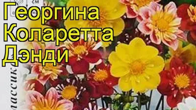 Цветы Георгина Коларетта Дэнди (смесь) (200%) (0,4г) — купить в  интернет-магазине по низкой цене на Яндекс Маркете