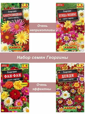 Георгина Гигант смесь Голландия. Семена цветов почтой Интернет-магазин МОЯ  ДАЧА