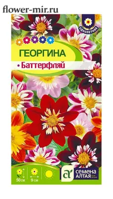 Георгина «Коларетте дэнди» микс в Москве – купить по низкой цене в  интернет-магазине Леруа Мерлен