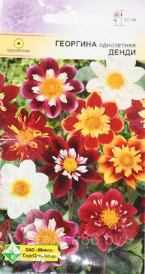 Buy Dahlia Flowers Seeds dandy Mix dahlia Variabilis Online in India - Etsy