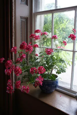 Pelargonium on the windowsill at Hartland Abbey | Идеи посадки растений,  Герань, Красивые цветы