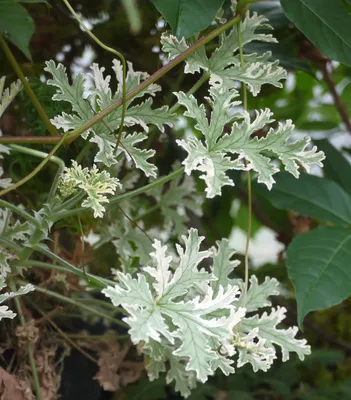 Коллекции растений ЦСБС СО РАН - Pelargonium graveolens L Herit –  Пеларгония душистая