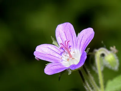 Герань полевая (луговая), или Журавельник (науч. Geranium … | Flickr