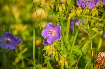 Полевая герань крупным планом цветы фиолетовые цветы в траве пятнистая  герань | Премиум Фото