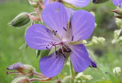 Герань полевая 'Laura' (Geranium pratense 'Laura') - Северная Флора
