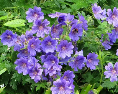 MW0154967, Geranium krylovii (Герань Крылова), specimen