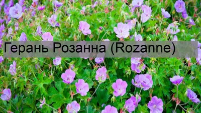 Герань Rozanne(Geranium Rozanne)