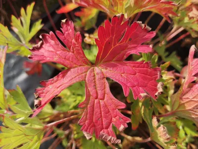 Geranium Rozanne | Geranium rozanne, Landscaping tips, Common garden plants