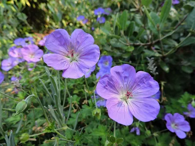 фиолетовый цветок герани с каплей дождя Стоковое Фото - изображение  насчитывающей ðµð½ð¸ðµ, ð³ðµñ€ð°ð½ð¸ñƒð¼: 222300440