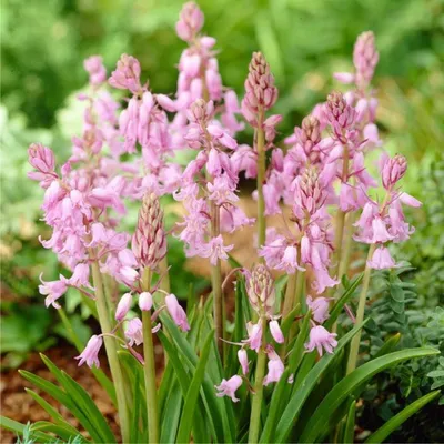 Гиацинтоидес Pink - Гиацинтоидес - GardenPlants