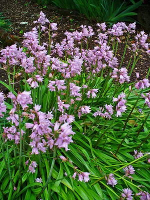 File:Hyacinthoides hispanica 001.JPG - Wikimedia Commons