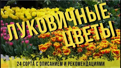 BabyOrchids - \"№ 236. Гиацинтоидес Микс 60 лей/10шт\" | Facebook