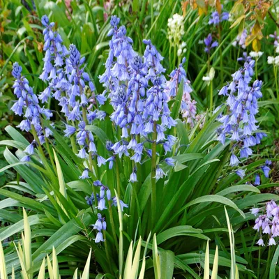 Гиацинтоидес Blue - Гиацинтоидес - GardenPlants