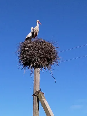 На стелу у въезда во Ржев вернулись аисты